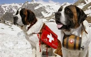 Ο σκύλος που έσωσε πάνω από 40 ανθρώπους από το χιονιά - Φωτογραφία 1