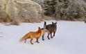 Η πιο αταίριαστη φιλία μιας αλεπούς και ενός λυκόσκυλου ! Φανταστικές φωτογραφίες - Φωτογραφία 10