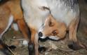 Η πιο αταίριαστη φιλία μιας αλεπούς και ενός λυκόσκυλου ! Φανταστικές φωτογραφίες - Φωτογραφία 12
