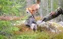 Η πιο αταίριαστη φιλία μιας αλεπούς και ενός λυκόσκυλου ! Φανταστικές φωτογραφίες - Φωτογραφία 13