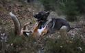 Η πιο αταίριαστη φιλία μιας αλεπούς και ενός λυκόσκυλου ! Φανταστικές φωτογραφίες - Φωτογραφία 15