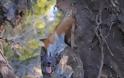 Η πιο αταίριαστη φιλία μιας αλεπούς και ενός λυκόσκυλου ! Φανταστικές φωτογραφίες - Φωτογραφία 2
