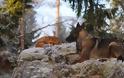 Η πιο αταίριαστη φιλία μιας αλεπούς και ενός λυκόσκυλου ! Φανταστικές φωτογραφίες - Φωτογραφία 3
