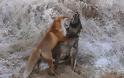 Η πιο αταίριαστη φιλία μιας αλεπούς και ενός λυκόσκυλου ! Φανταστικές φωτογραφίες - Φωτογραφία 5