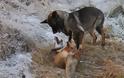 Η πιο αταίριαστη φιλία μιας αλεπούς και ενός λυκόσκυλου ! Φανταστικές φωτογραφίες - Φωτογραφία 6