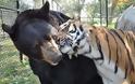 Γιατί και τα ζώα… ερωτευονται!(photos) - Φωτογραφία 10