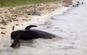 Φλόριντα: 11 νεκρές φάλαινες
