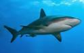 Οι καρχαρίες αντιλαμβάνονται το οπτικό πεδίο του ανθρώπου και επιτίθενται από πίσω – Έρευνα