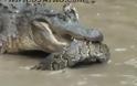 Κροκόδειλος vs πύθωνα [Video]