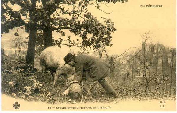 Γιατί οι τρούφες στοιχίζουν 200 δολάρια το γραμμάριο !! - Φωτογραφία 4