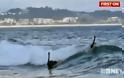 Δείτε μαύρους κύκνους να κάνουν surfing στην Αυστραλία! [βίντεο]