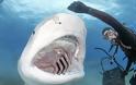 Δύτης ταΐζει με τα χέρια καρχαρία-τίγρη στο στόμα!