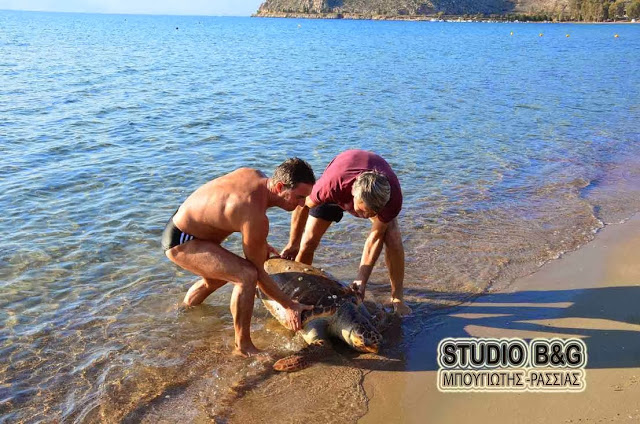 Ακόμα μια νεκρή χελώνα καρέτα - καρέτα βρέθηκε στο Ναύπλιο - Φωτογραφία 2