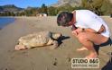 Ακόμα μια νεκρή χελώνα καρέτα - καρέτα βρέθηκε στο Ναύπλιο