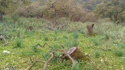 Συνεχίζεται το «έγκλημα» στο Βελανιδοδάσος Ξηρομέρου! - Φωτογραφία 4