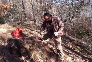 ΣΟΚ: Άγνωστοι δολοφόνησαν αρκούδα και το αρκουδάκι της! - Φωτογραφία 1