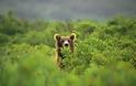 Ρωσία: Λύκοι και αρκούδες βγήκαν στα χωριά - Φωτογραφία 1