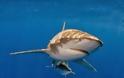 Αυστραλία: Τα έβαλαν με τους καρχαρίες...