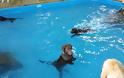Σκύλος δεν καταλαβαίνει την έννοια της κολύμβησης [Video]