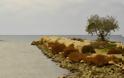 Ηλεία: Ψάρευε παράνομα στη λιμνοθάλασσα Κοτυχίου