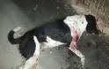Θρασύς δολοφόνος ντουφέκισε σκύλο στο κέντρο της Ερμιόνης!