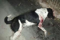 Θρασύς δολοφόνος ντουφέκισε σκύλο στο κέντρο της Ερμιόνης!