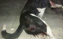 Θρασύς δολοφόνος ντουφέκισε σκύλο στο κέντρο της Ερμιόνης! - Φωτογραφία 2