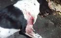 Θρασύς δολοφόνος ντουφέκισε σκύλο στο κέντρο της Ερμιόνης! - Φωτογραφία 3