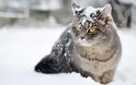 Γυναίκα κλώτσησε χιόνι σε γάτα, το μετάνιωσε πικρά [Video]