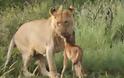 Aπό τα απίστευτα του ζωικού βασιλείου: Λεοντάρι προστατεύει νεογέννητο βουβαλάκι από άλλο λιοντάρι!