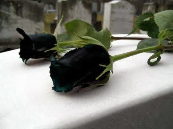 Τα σπάνια μαύρα τριαντάφυλλα της Τουρκίας! - Φωτογραφία 3