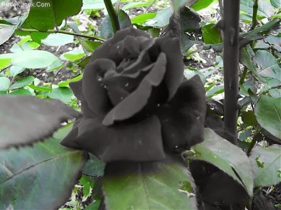 Τα σπάνια μαύρα τριαντάφυλλα της Τουρκίας! - Φωτογραφία 5