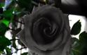 Τα σπάνια μαύρα τριαντάφυλλα της Τουρκίας!