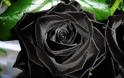 Τα σπάνια μαύρα τριαντάφυλλα της Τουρκίας! - Φωτογραφία 2