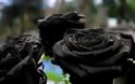 Τα σπάνια μαύρα τριαντάφυλλα της Τουρκίας! - Φωτογραφία 4