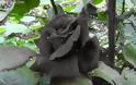 Τα σπάνια μαύρα τριαντάφυλλα της Τουρκίας! - Φωτογραφία 5