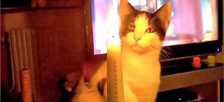 Γιατί οι γάτες δεν αγαπούν τα Χριστούγεννα; Δείτε το απολαυστικό βίντεο! - Φωτογραφία 1