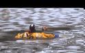 Πυροσβέστες ρίχνονται στην παγωμένη λίμνη για να σώσουν σκύλο [video]