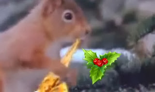 Αυτό είναι το Χριστουγεννιάτικο βίντεο με τα ζωάκια που έχει ξετρελάνει το youtube! - Φωτογραφία 1