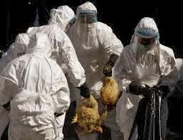 Χονγκ Κονγκ: Νεκρός 80χρονος από τον ιό H7N9 της γρίπης των πτηνών - Φωτογραφία 1