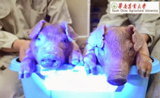 Κίνα: Δημιούργησαν γουρούνια που φωσφορίζουν στο σκοτάδι - Φωτογραφία 1