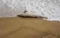 Νεκρό μικρό δελφίνι σε παραλία της Καβάλας