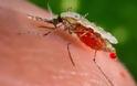 Μετά από 50 χρόνια θάνατος από ελονοσία στην Αλβανία!