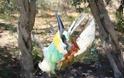 Παράνομες παγίδες συνεχίζουν να αποδεκατίζουν τα πουλιά της Κύπρου