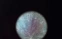 Πώς φαίνονται οι ναρκωτικές ουσίες μέσα από το μικροσκόπιο - Φωτογραφία 4