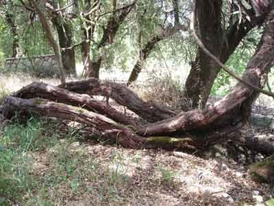 Καλάβρυτα: Πού να πάτε, τί να δείτε - Φωτογραφία 7