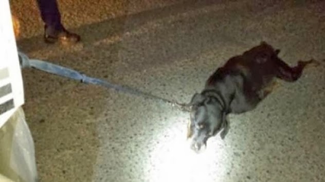 Φρίκη: Έσερνε με το αυτοκίνητό του το σκυλί του μέχρι να πεθάνει! - Φωτογραφία 1