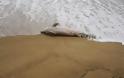 Νεκρό δελφίνι σε ακτή της Καβάλας