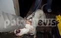 Ηλεία: Παρουσία Εισαγγελέα δόθηκε τέλος στο μαρτύριο ενός πιτ-μπούλ στο Λατζόι! - Φωτογραφία 1