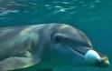 Δελφίνια «φτιάχνονται» με τοξικό ψάρι